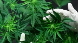 Rendite-Rausch: Video: Die besten Cannabis-Aktien 2022 - wie Sie jetzt von der Marihuana-Branche profitieren