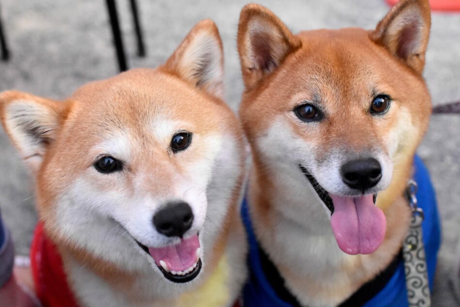 Zoff um Shibarium: Haben Shiba-Inu-Entwickler den Code kopiert?