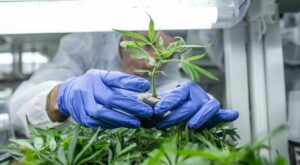 Legalisierung: Cannabis-Firmen enttäuscht von Ampelplänen: „Schwarzmarkt wird nicht verschwinden, sondern florieren“