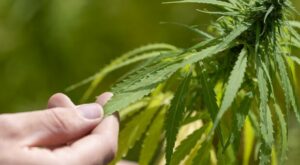 Cannabis-Legalisierung: Union kritisiert Lauterbach-Pläne als „gefährlich und naiv”