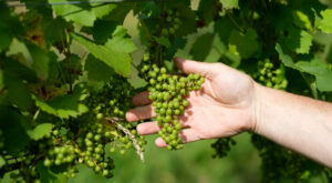 Weinbau: Spitzenweingüter erwarten Preissteigerungen