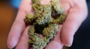Drogenpolitik: Experten rechnen mit mehr Cannabis-Nutzung durch Legalisierung