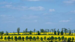 Landwirtschaft: Wegen Trockenheit schlechtere Ernte von Raps und Getreide erwartet