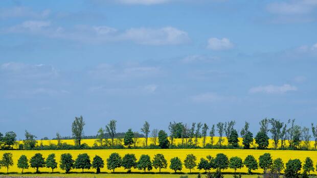 Landwirtschaft: Wegen Trockenheit schlechtere Ernte von Raps und Getreide erwartet