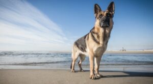 Hund, Katze & Co.: Achtung Kostenfalle - Diese Spar-Tipps sollten Haustierbesitzer kennen