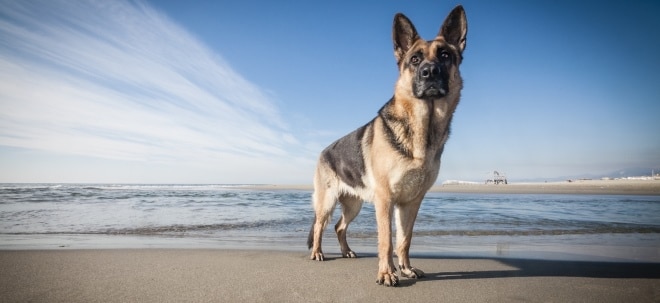 Hund, Katze & Co.: Achtung Kostenfalle - Diese Spar-Tipps sollten Haustierbesitzer kennen