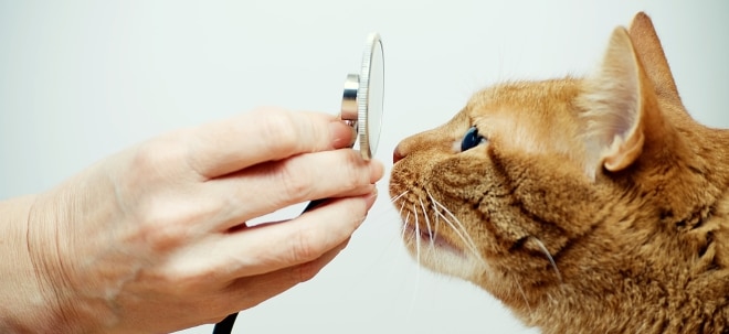 Katzenbesitzer aufgepasst - neues Katzenbett von Tesla erhältlich