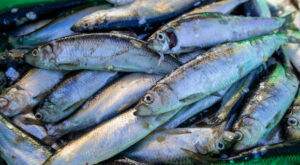 Klimakrise: Zustand der Fischbestände in Nord- und Ostsee ist schlecht