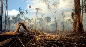 Regenwald: Was der Amazonasgipfel für den globalen Klimaschutz gebracht hat