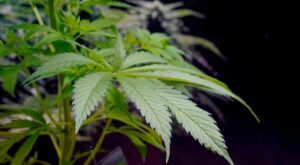 Drogenpolitik: Koalition legt Streit um Cannabis-Gesetz bei: So wird die Droge legalisiert