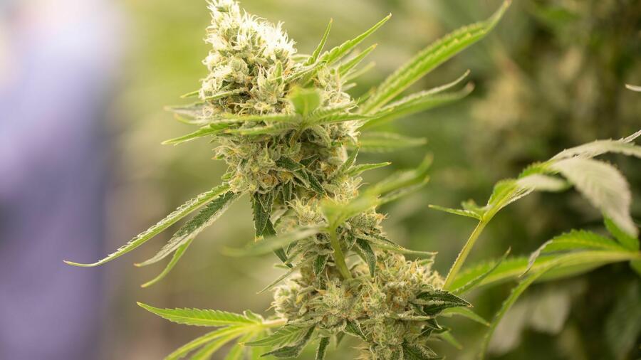 Gesundheit: Cannabis-Unternehmen dämpfen Erwartungen an Legalisierung