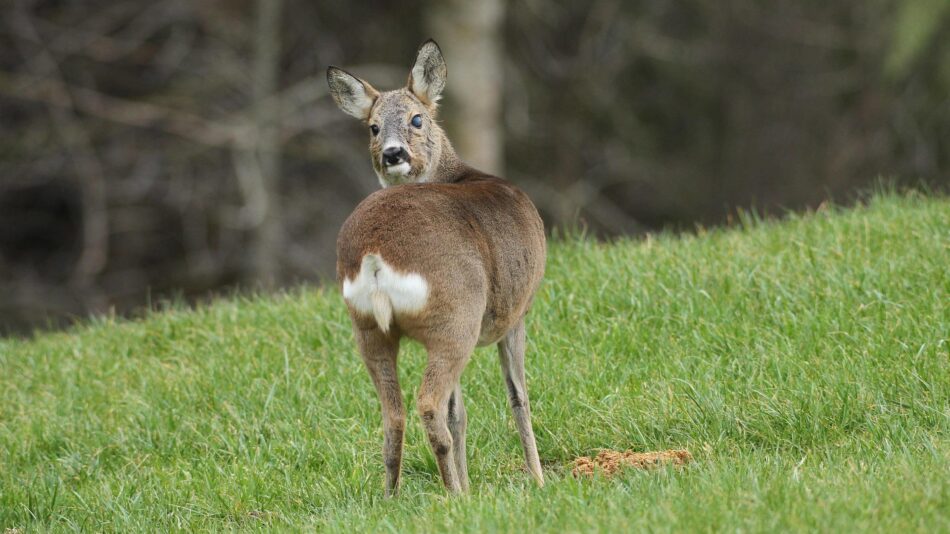 Jagdfilme: Die besten Filme über Drückjagd, Baujagd, Pirsch und Hege