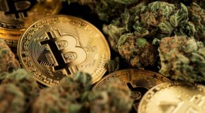 “Kiffen für die Rendite": Erste Cannabis-Clubs wollen Bitcoin minen