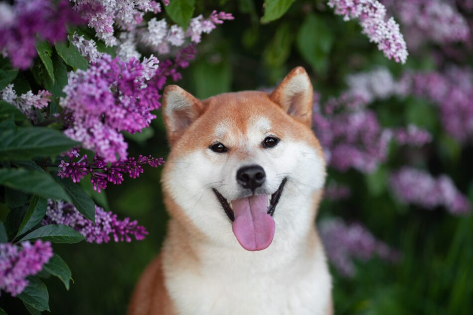 Shiba Inu