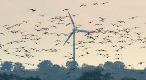 Klimawandel: Warum eigentlich klagen Umweltschützer gegen Windräder?