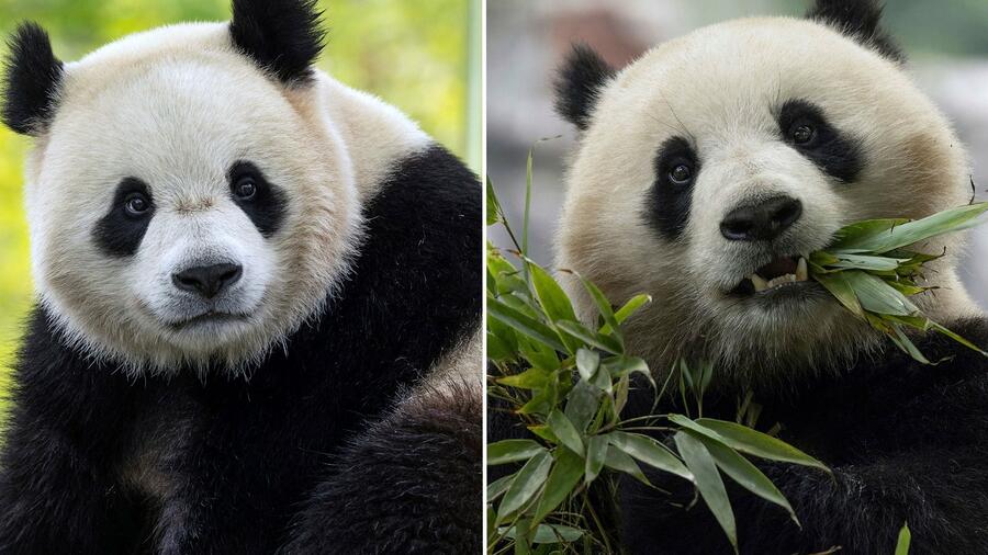 Panda-Diplomatie: Zoo von Washington bekommt neue Bären aus China