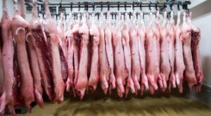 Handelsstreit: China kündigt Anti-Dumping-Untersuchung gegen Schweinefleisch aus Europa an